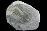 Partial Ogyginus Cordensis - Classic British Trilobite #75924-1